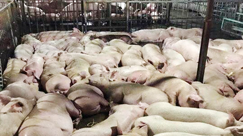 Lập đường dây nóng nhận tố giác hành vi tiêm thuốc an thần vào lợn ảnh 1