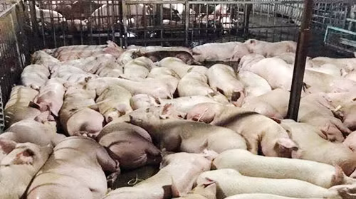 Lập đường dây nóng nhận tố giác hành vi tiêm thuốc an thần vào lợn ảnh 1
