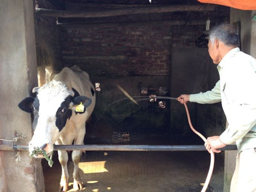 Giá thu mua sữa tươi ở Việt Nam đắt nhất thế giới? ảnh 1