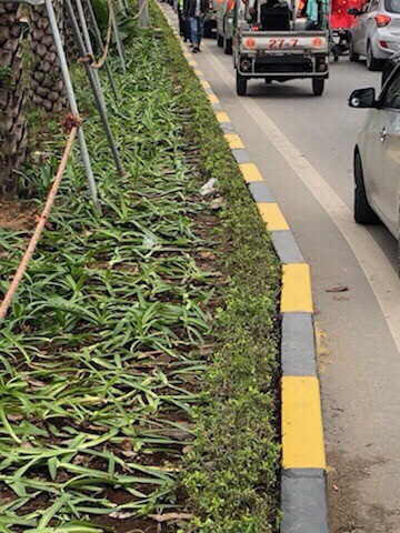 Đón U23 Việt Nam, nhiều người hâm mộ giẫm đạp lên cây xanh, thảm cỏ ảnh 6