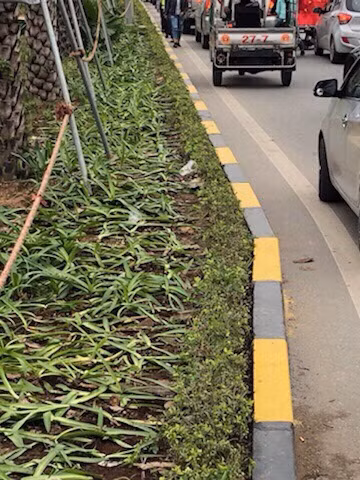 Đón U23 Việt Nam, nhiều người hâm mộ giẫm đạp lên cây xanh, thảm cỏ ảnh 6 Đón U23 Việt Nam, nhiều người hâm mộ giẫm đạp lên cây xanh, thảm cỏ ảnh 6