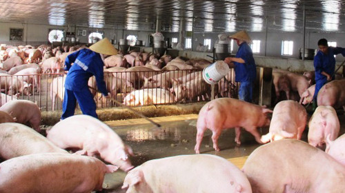 Thịt lợn Việt Nam chủ yếu vẫn xuất khẩu sang Trung Quốc ảnh 1 Thịt lợn Việt Nam chủ yếu vẫn xuất khẩu sang Trung Quốc ảnh 1