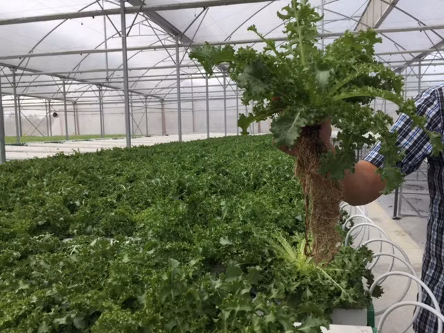 Tận mắt xem kỹ thuật trồng rau không cần đất ảnh 6