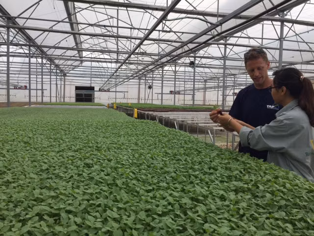 Tận mắt xem kỹ thuật trồng rau không cần đất ảnh 4