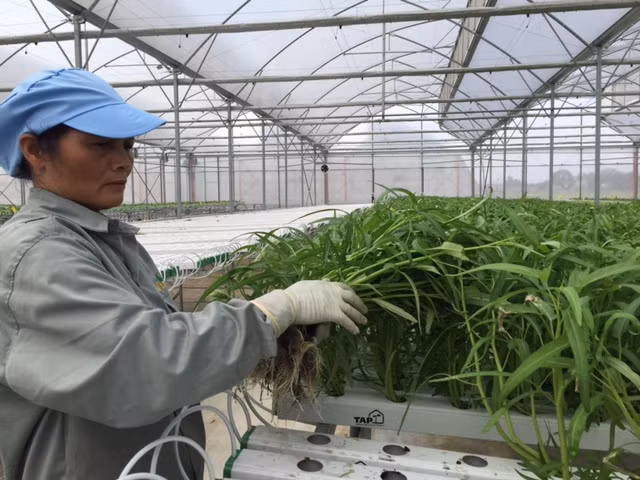 Tận mắt xem kỹ thuật trồng rau không cần đất ảnh 9