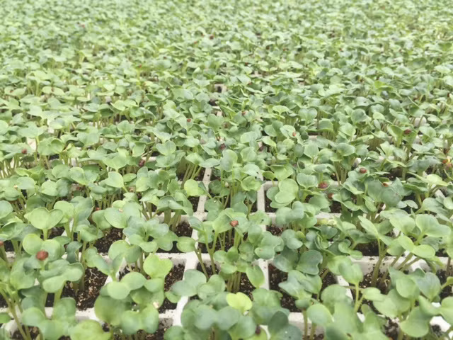 Tận mắt xem kỹ thuật trồng rau không cần đất ảnh 5