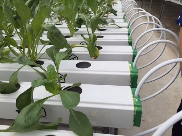 Tận mắt xem kỹ thuật trồng rau không cần đất ảnh 8