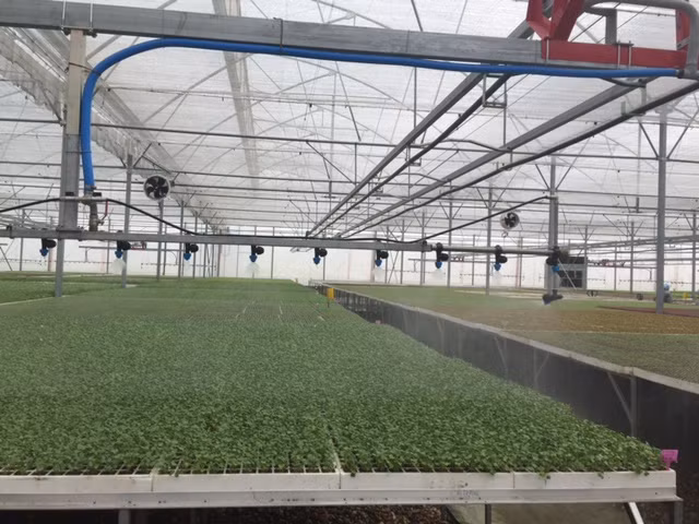 Tận mắt xem kỹ thuật trồng rau không cần đất ảnh 3