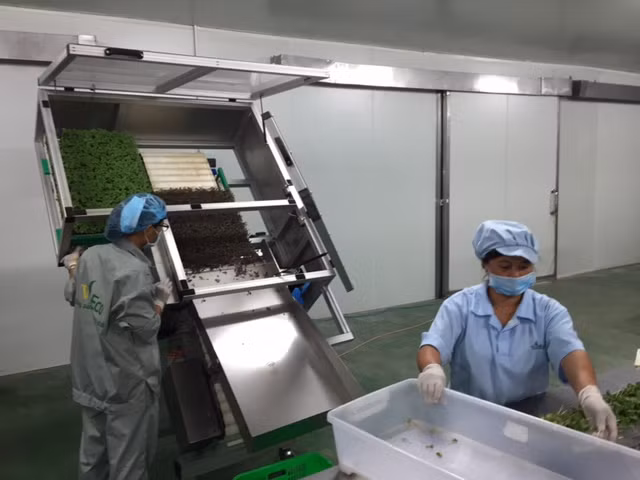 Tận mắt xem kỹ thuật trồng rau không cần đất ảnh 10