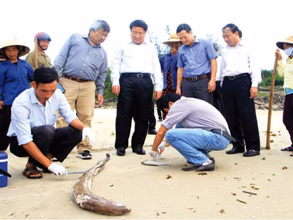 Tiếp tục khắc phục sự cố cá chết hàng loạt ở miền Trung ảnh 1