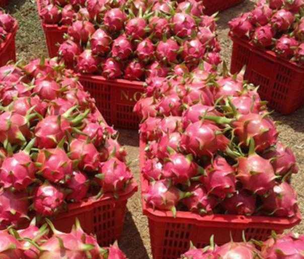 Xuất khẩu nông sản sang Trung Quốc sụt giảm mạnh, cấp bách bàn giải pháp khắc phục ảnh 1