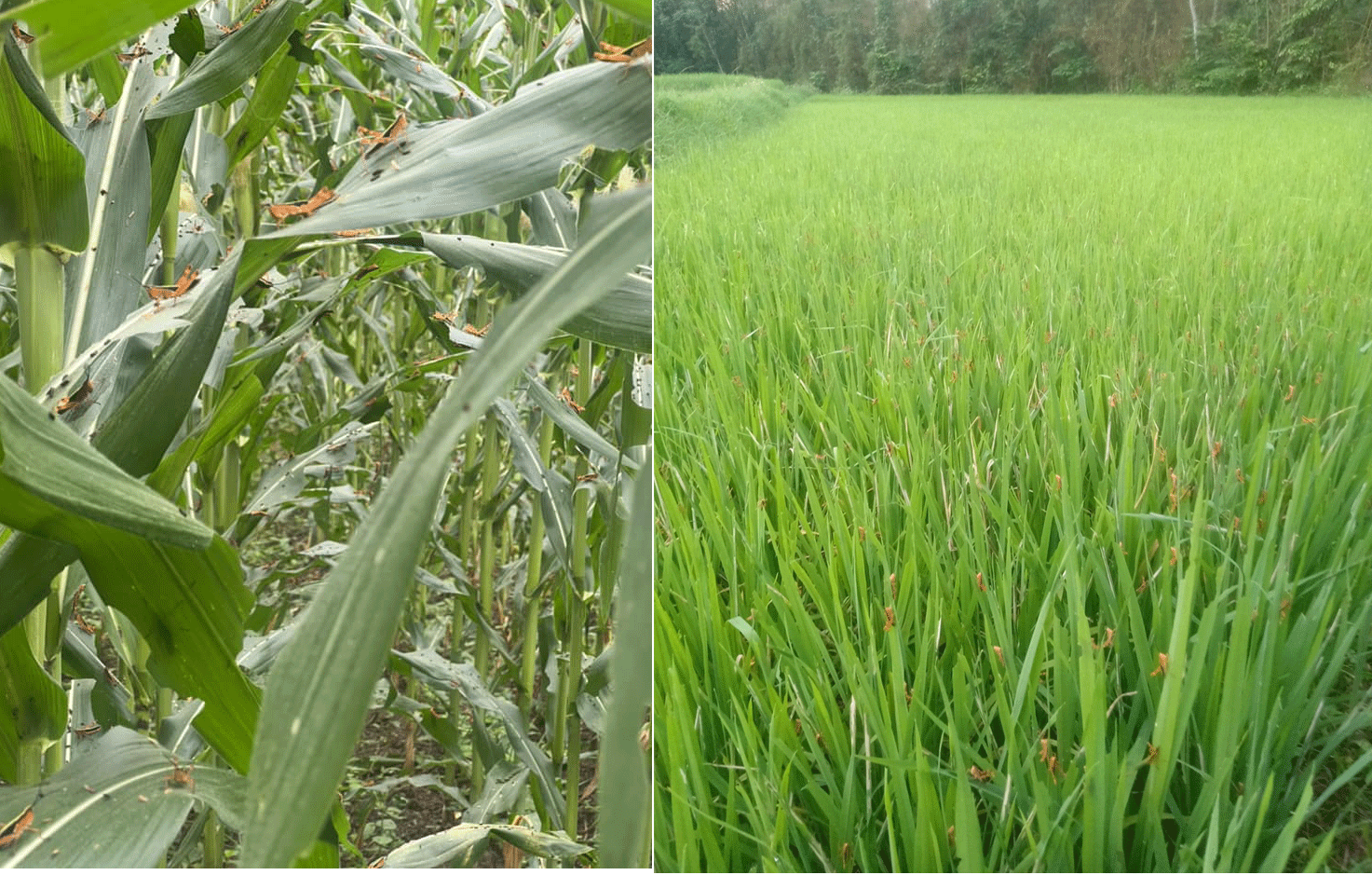 Nguy cơ châu chấu phá hoại hoa màu của nông dân