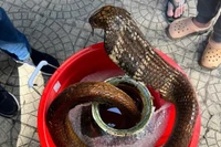 Chặn phi vụ giao dịch rắn hổ mang chúa giá 40 triệu đồng