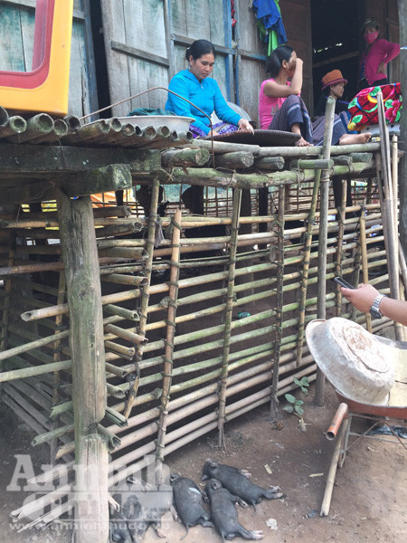 Lạc vào lễ hội đập trống độc đáo, trai gái “thả cửa” của người Ma Coong ảnh 5