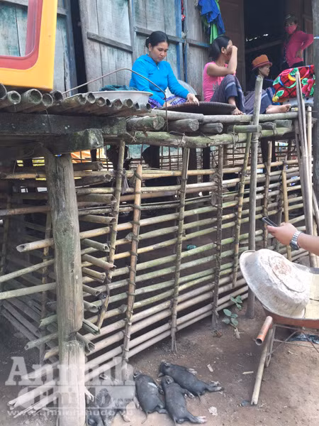 Lạc vào lễ hội đập trống độc đáo, trai gái “thả cửa” của người Ma Coong ảnh 5