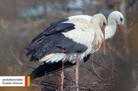 Lãng mạn chuyện chú cò mỗi năm bay 14.000 km thăm bạn tình ảnh 1