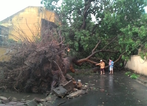 Thêm hình ảnh giông lốc khiến nhiều cây đổ tan hoang ở Hà Nội ảnh 2
