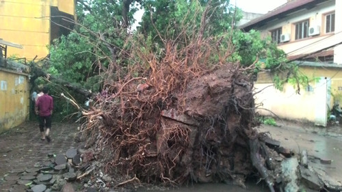 Thêm hình ảnh giông lốc khiến nhiều cây đổ tan hoang ở Hà Nội ảnh 1