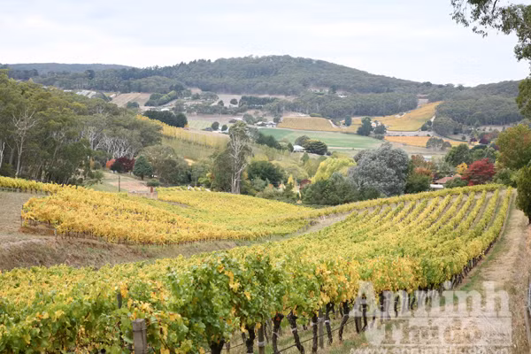 Bảy ngày vòng quanh Australia (5): Mùa thu vàng ở Adelaide Hills ảnh 6