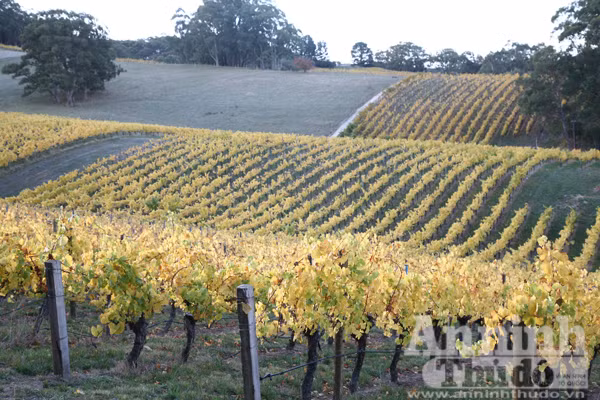 Bảy ngày vòng quanh Australia (5): Mùa thu vàng ở Adelaide Hills ảnh 7