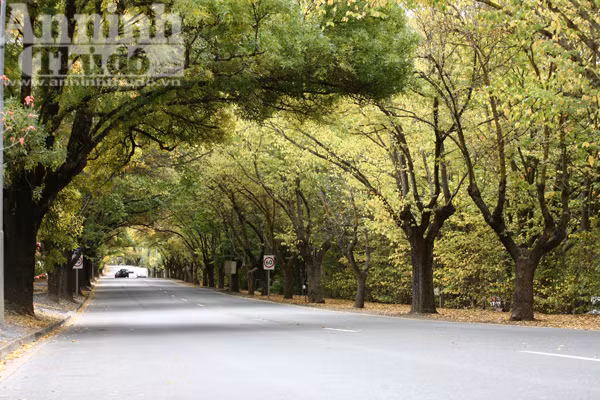 Bảy ngày vòng quanh Australia (5): Mùa thu vàng ở Adelaide Hills ảnh 4