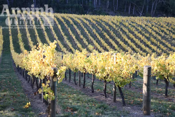 Bảy ngày vòng quanh Australia (5): Mùa thu vàng ở Adelaide Hills ảnh 8