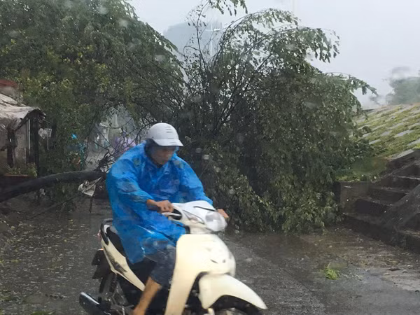 Bão số 1 vào đất liền, nhiều cây gãy đổ đè vào ô tô, xe máy ảnh 9