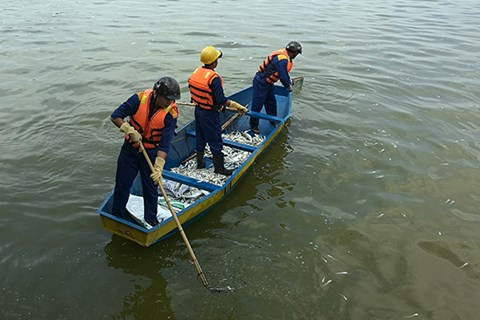 Cá chết hàng loạt ở hồ Tây: Có thể do hiện tượng "tảo nở hoa" ảnh 1