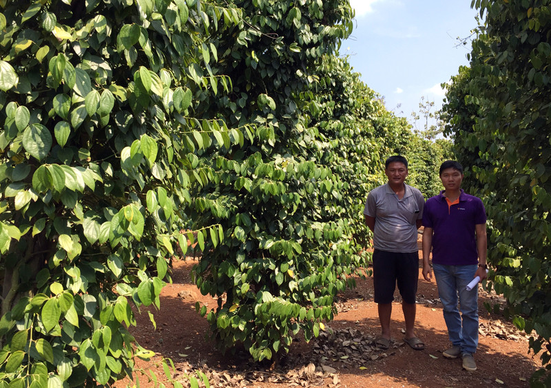Nông dân Tây Nguyên, ĐBSCL có cơ hội đổi đời từ nguồn vốn ưu đãi của TPBank ảnh 1