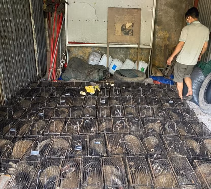 Số cầy vòi mốc bị vận chuyển trái phép