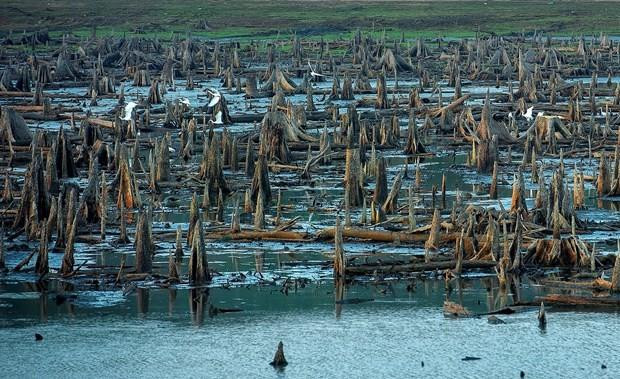 Tác phẩm "Rừng chết" đoạt giải Nhì cuộc thi.