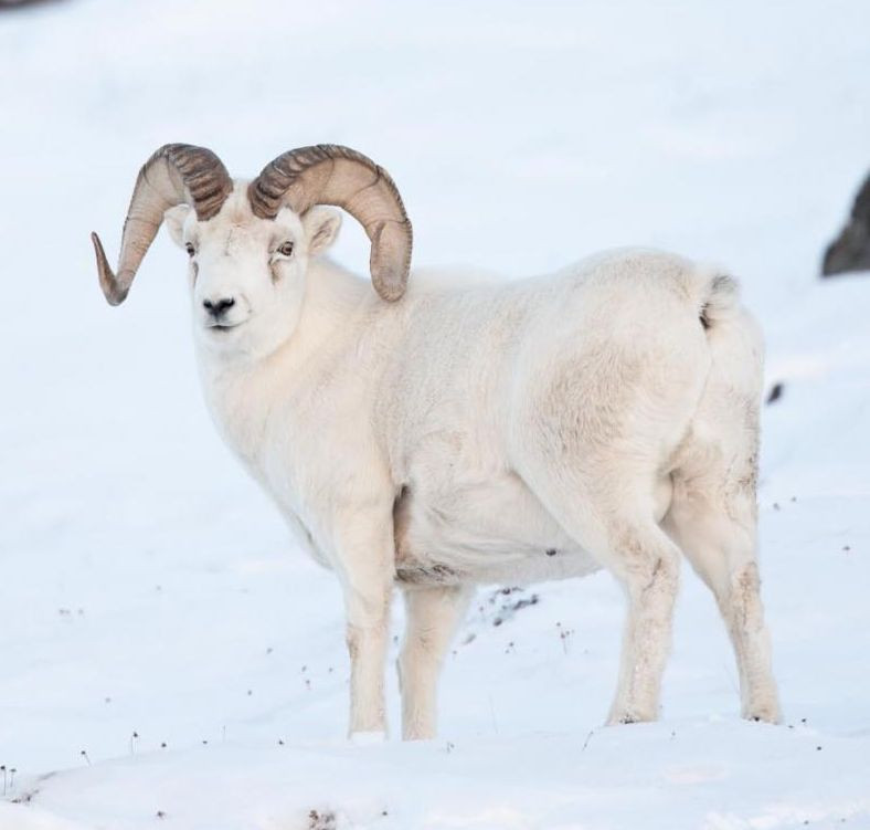 Kỹ năng leo núi thuần thục cùng lớp lông dày, trắng muốt cho phép cừu Dall tồn tại trong môi trường sống khắc nghiệt trên dãy núi Alaska. Thức ăn chính của chúng là cỏ. Giống như bò, chúng thích gặm cỏ hơn là tìm kiếm thức ăn từ các loài thực vật khác.