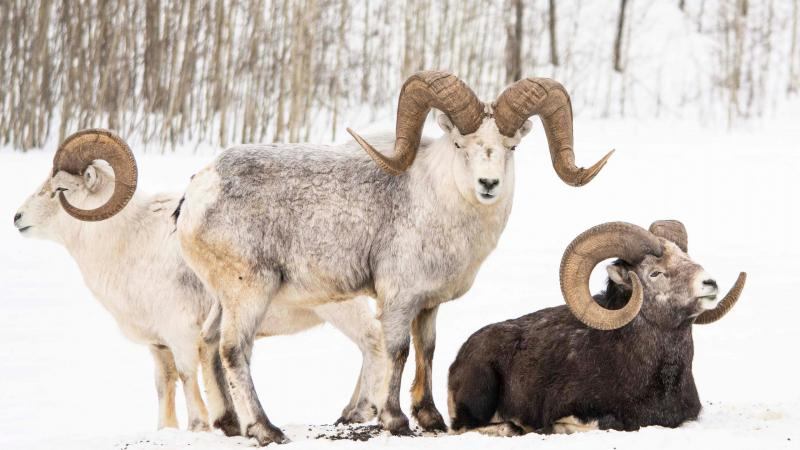 Chiếc sừng của cừu Dall mọc dài ra và uốn thành những vòng tròn được gọi là annuli, tuổi của cừu Dall có thể được xác định bằng cách dựa vào các annuli. Điều này giống như số vòng vân gỗ bên trong của cây. Phải mất từ bảy đến tám năm để một con cừu Dall phát triển đầy đủ một cặp annuli.