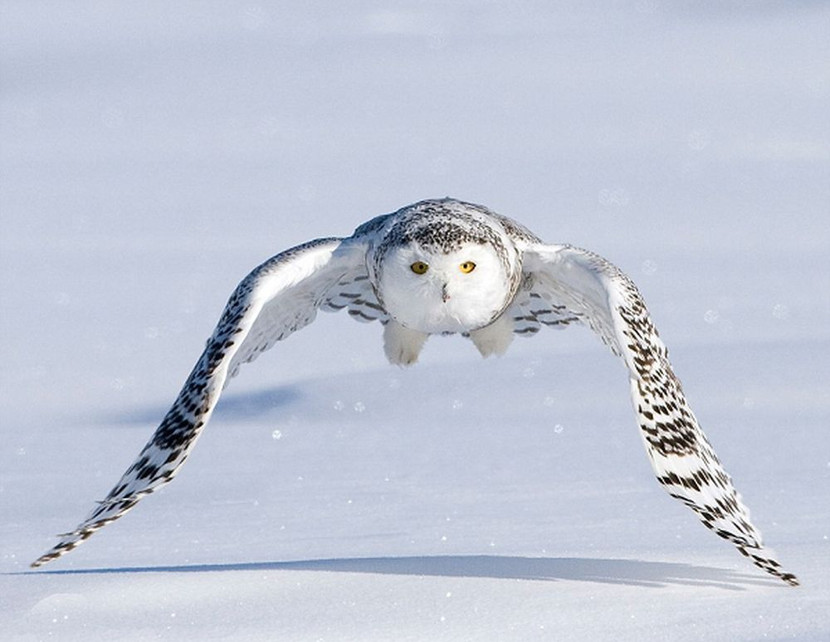 Là một loài chim săn mồi, khẩu phần ăn của cú tuyết chủ yếu là những con chuột Lemming (một động vật gặm nhấm nhỏ sống ở vùng khí hậu lạnh giá). Cú tuyết là loài chim rất nhanh nhạy và mạnh khỏe, chúng bay rất nhanh và tốc độ này có thể làm ngã một người trưởng thành nếu chẳng may va chạm với nó.