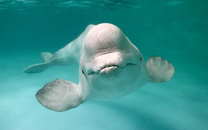 Cá voi trắng có tên khoa học là (Delphinapterus leucas) là loài cá nhỏ nhất trong các loài cá voi với kích thước từ 4m - 6m và nặng tới 1,3 tấn, chúng thuộc loài động vật hiếm nhất hành tinh và ít ai có thể nhìn thấy chúng. Chúng đặc biệt khi khoác trên mình một màu trắng tinh và vô cùng thông minh.