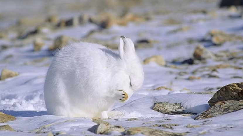 Thỏ Bắc Cực (Lepus arcticus) có đặc điểm giống cáo tuyết khi chúng có cơ chế tự đổi màu lông xám vào mùa hè và trắng vào mùa đông cũng bởi lẽ chúng luôn là kẻ bị săn trong chuỗi thức ăn. Bản năng sống của chúng khi có khả năng tích tụ dự trữ mỡ vào mùa hè. Mùa đông đến, ngoài bộ lông dày, thỏ Bắc Cực thường đào hang và chui xuống đất để giữ ấm cho cơ thể. Thỏ Bắc Cực (Lepus arcticus) có đặc điểm giống cáo tuyết khi chúng có cơ chế tự đổi màu lông xám vào mùa hè và trắng vào mùa đông cũng bởi lẽ chúng luôn là kẻ bị săn trong chuỗi thức ăn. Bản năng sống của chúng khi có khả năng tích tụ dự trữ mỡ vào mùa hè. Mùa đông đến, ngoài bộ lông dày, thỏ Bắc Cực thường đào hang và chui xuống đất để giữ ấm cho cơ thể.