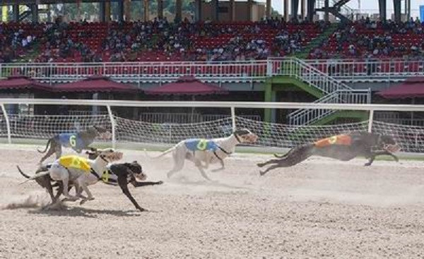 Đề xuất nâng mức đặt cược đua ngựa, đua chó và bóng đá quốc tế ảnh 1 Đề xuất nâng mức đặt cược đua ngựa, đua chó và bóng đá quốc tế ảnh 1