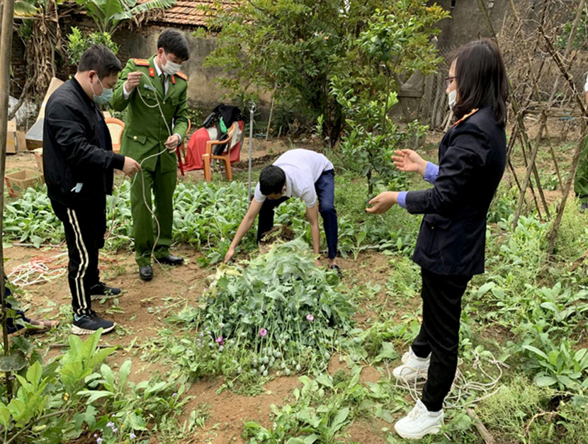Lực lượng chức năng phát hiện một nhà dân trồng cây anh túc tại vườn (Ảnh tư liệu) Lực lượng chức năng phát hiện một nhà dân trồng cây anh túc tại vườn (Ảnh tư liệu)