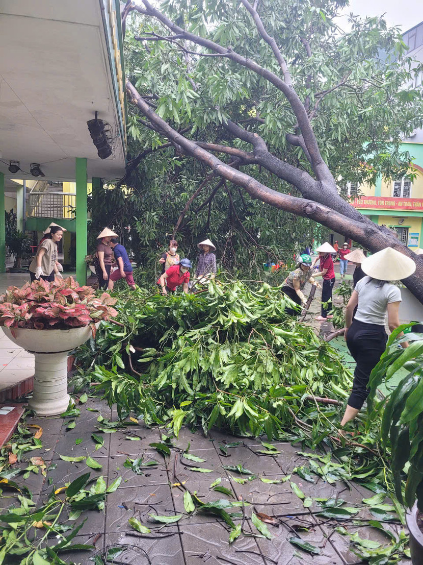 Cây đổ tại trường mầm non Hoa Mai hiện đã và đang được các lực lượng cùng giáo viên nhà trường dọn dẹp Cây đổ tại trường mầm non Hoa Mai hiện đã và đang được các lực lượng cùng giáo viên nhà trường dọn dẹp