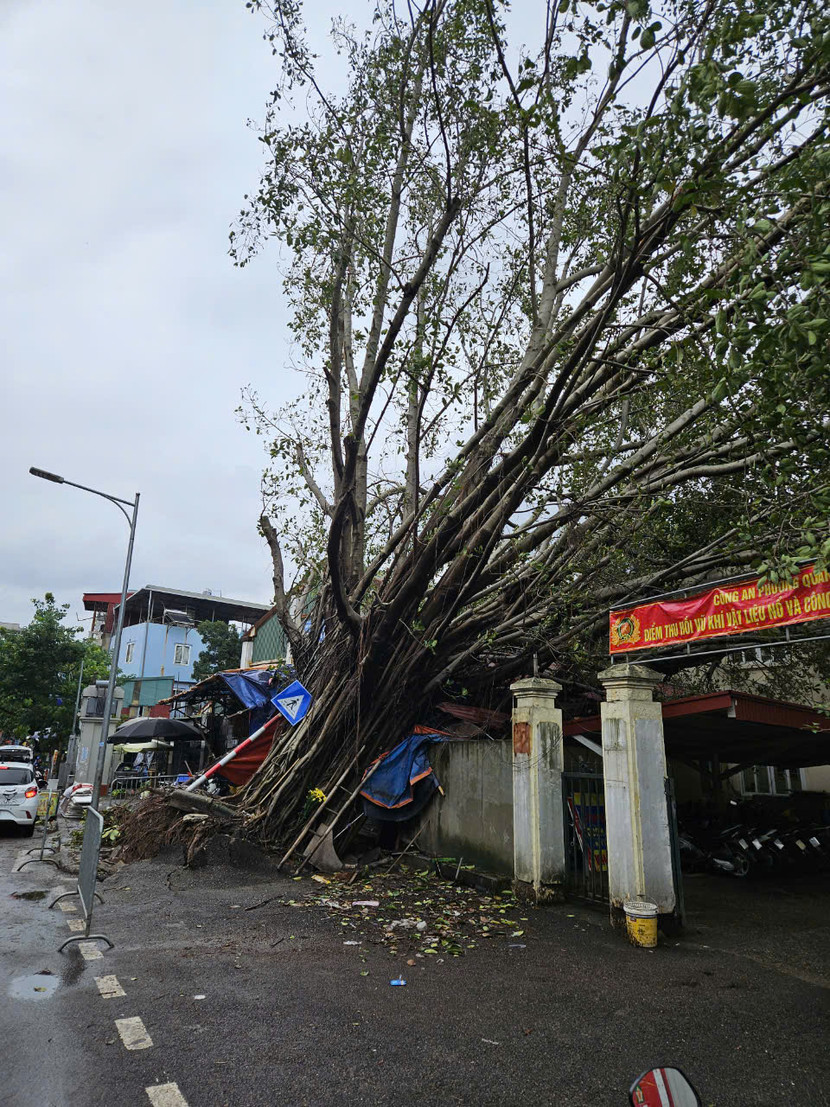 Cây đa cổ thụ trên phố Dương Quảng Hàm bật gốc khi bão đổ bộ, rất may không gây thiệt hại đáng kể Cây đa cổ thụ trên phố Dương Quảng Hàm bật gốc khi bão đổ bộ, rất may không gây thiệt hại đáng kể