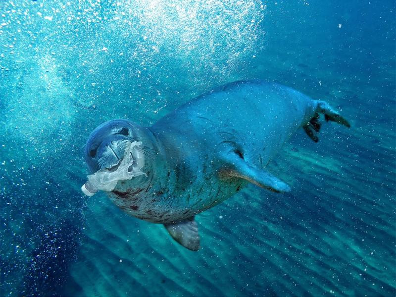 Một bức ảnh cho thấy, các sinh vật biển đang chịu tác động của rác thải nhựa Một bức ảnh cho thấy, các sinh vật biển đang chịu tác động của rác thải nhựa