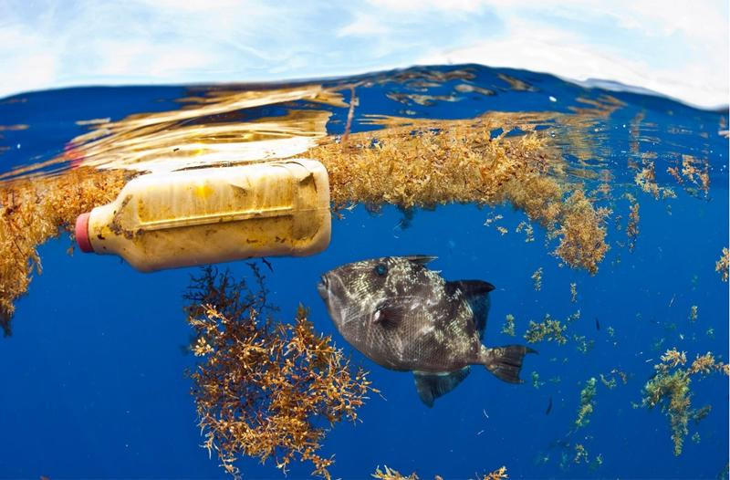 Một chú cá bơi cùng những rác thải nhựa. Ảnh tại triển lãm Một chú cá bơi cùng những rác thải nhựa. Ảnh tại triển lãm