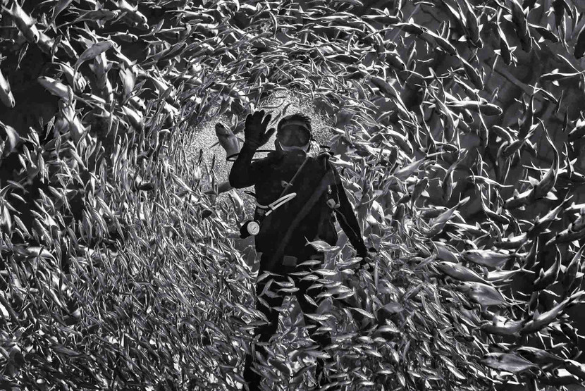 &quot;Cùng đàn cá&quot; - Từ Thế Duy đoạt HCV VAPA thể loại Ảnh đơn sắc