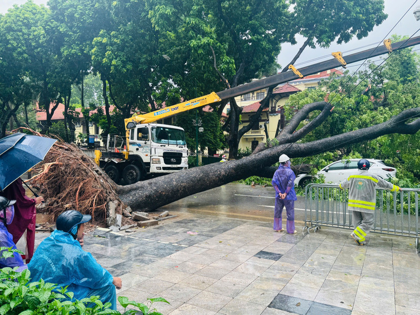 Mưa bão khiến nhiều cây xanh bị bật gốc