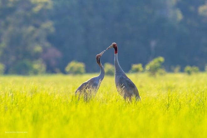 Sếu mẹ và sếu con mong muốn trở về Vườn Quốc Gia Tràm Chim, nơi nhiều thế hệ sếu coi là nhà.