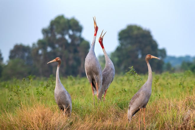 Âm thanh vang vọng nơi cánh đồng hoang tại Vườn Quốc gia Tràm Chim của một gia đình sếu đầu đỏ Phương Đông, chụp tại Khu A4 Vườn Quốc gia Tràm Chim năm 2018.