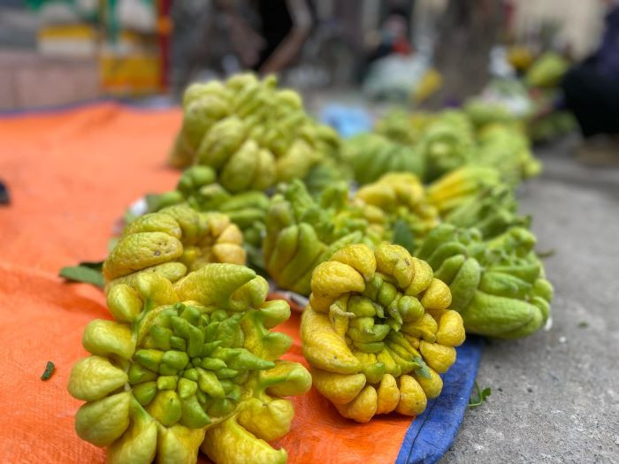 Giá phật thủ không tăng so với năm ngoái Giá phật thủ không tăng so với năm ngoái