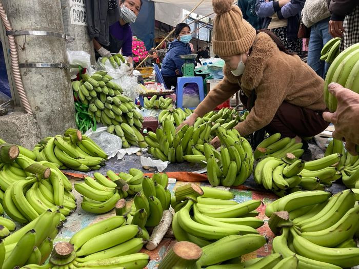 Chuối xanh thắp hương có mẫu mã đẹp nhưng giá cao Chuối xanh thắp hương có mẫu mã đẹp nhưng giá cao