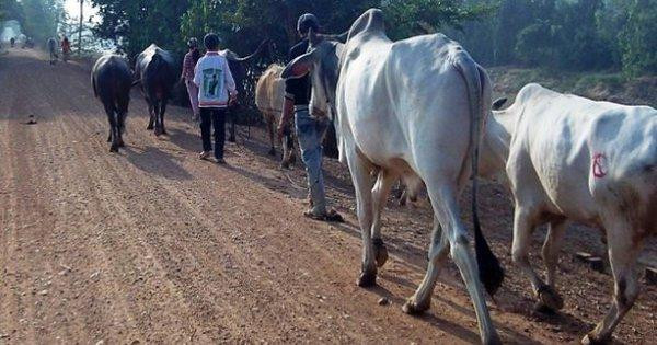 Ngăn chặn trâu bò lậu qua biên giới
