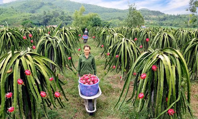 Hạn chế đưa thanh long lên biên giới, tăng cường thu mua chế biến trong nước